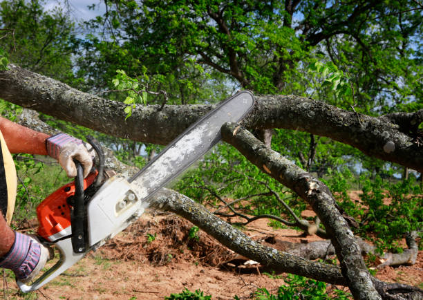 How Our Tree Care Process Works  in  Lofall, WA