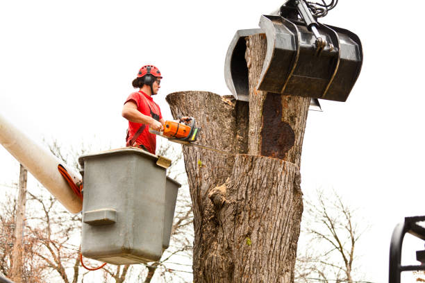 Best Root Management and Removal  in Lofall, WA